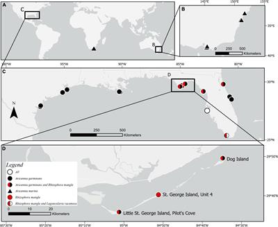 Coastal Wetland Soil Carbon Storage at Mangrove Range Limits in Apalachicola Bay, FL: Observations and Expectations